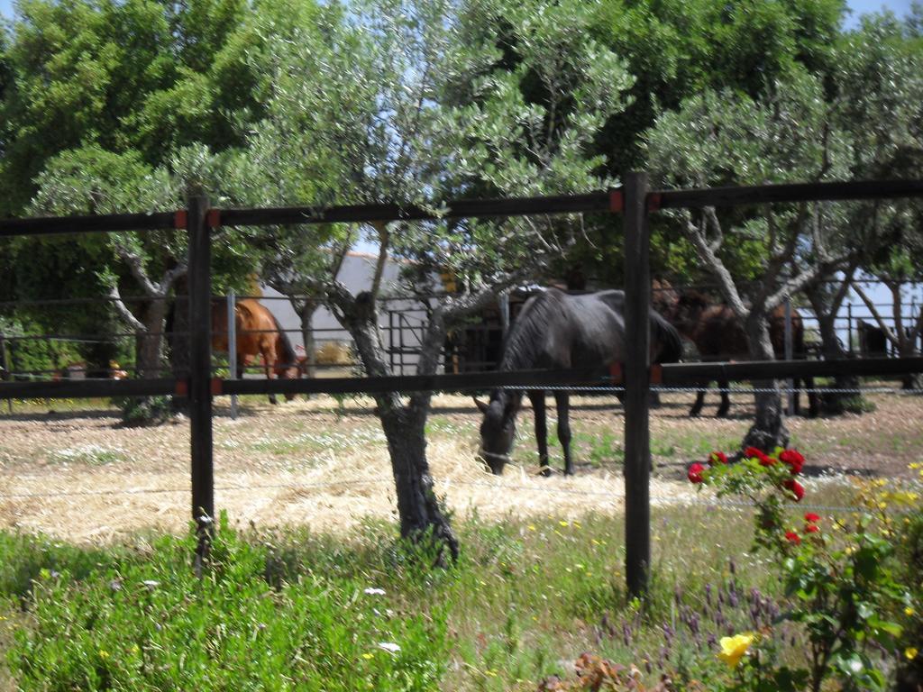 コンスタンシア Quinta Do Outeiro Altoヴィラ エクステリア 写真